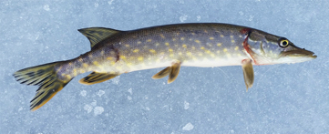 Tiedote Kalastajille Suomenniemi Lyytikk l Osakaskunta